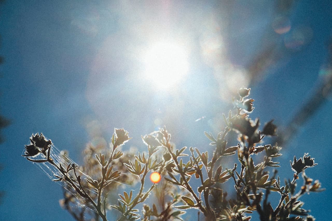 Vitamina D: la vitamina del sol que escasea